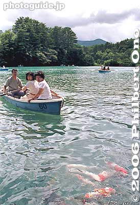 Colorful koi carp fish in Bishamon-numa Pond, Fukushima Pref. 毘沙門沼
Bandai-Asahi National Park
Keywords: fukushima kitashiobara-mura village goshikinuma bandai-asahi national park japannationalpark japanlake pond rowboat