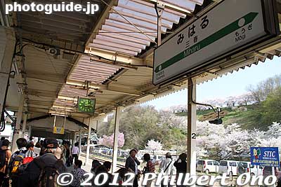 JR Miharu Station on the Ban'etsu-to Line, two stops from JR Koriyama Station on the Tohoku shinkansen line.
Keywords: fukushima miharu takizakura cherry blossoms tree weeping tree flowers