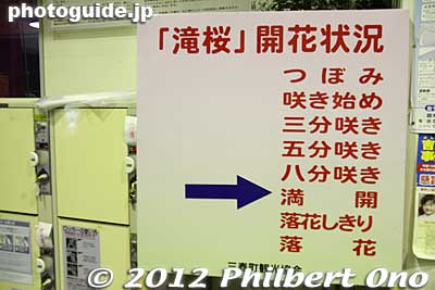 Inside Miharu Station is this sign indicating the status of the Miharu Takizakura weeping cherry tree. It points to "Full bloom."
Keywords: fukushima miharu takizakura cherry blossoms tree weeping tree flowers
