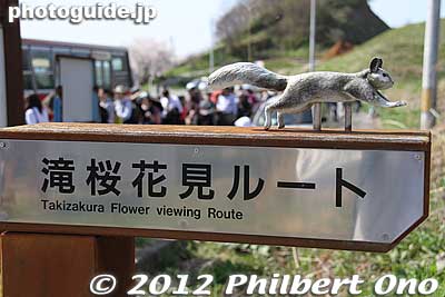 From the bus stop, follow the sign.
Keywords: fukushima miharu takizakura cherry blossoms tree weeping tree flowers