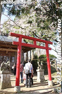 Inari Shrine on the ridge.
Keywords: fukushima miharu takizakura cherry blossoms tree weeping tree flowers