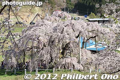 Miharu Takizakura weeping cherry tree.
Keywords: fukushima miharu takizakura cherry blossoms tree weeping tree flowers