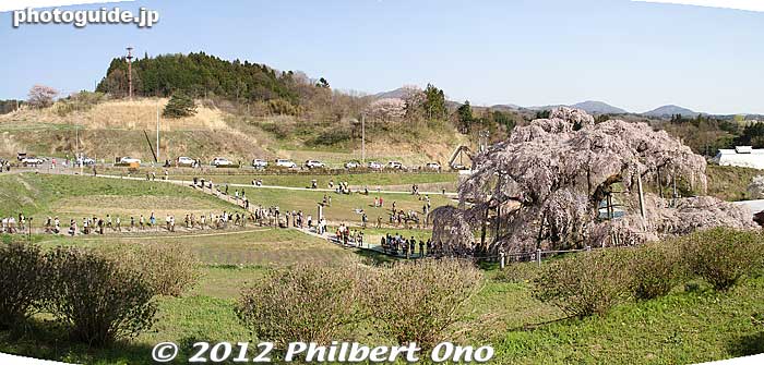 The Miharu Takizakura weeping cherry tree is in a park-like area with walking paths.
Keywords: fukushima miharu takizakura cherry blossoms tree weeping tree flowers