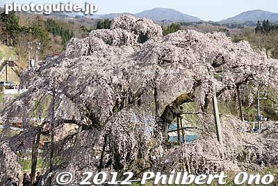 Keywords: fukushima miharu takizakura cherry blossoms tree weeping tree flowers