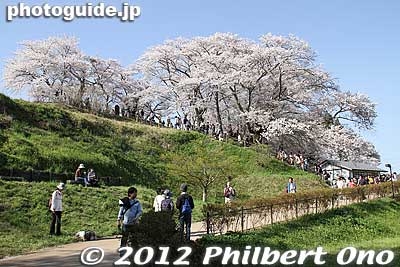 Keywords: fukushima miharu takizakura cherry blossoms tree weeping tree flowers