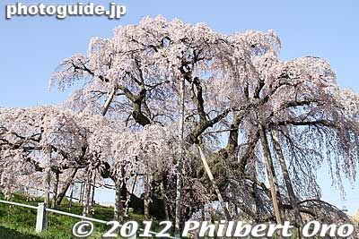 Miharu Takizakura weeping cherry tree in Miharu, Fukushima Prefecture. Over 1,000 years old.
Keywords: fukushima miharu takizakura cherry blossoms tree weeping tree flowers sakura japangarden