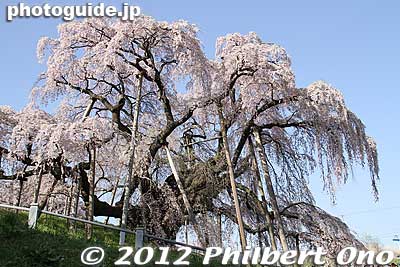 Keywords: fukushima miharu takizakura cherry blossoms tree weeping tree flowers sakura