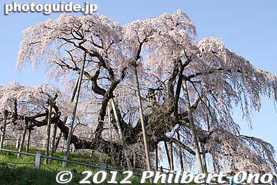 Miharu Takizakura weeping cherry tree in Miharu, Fukushima Prefecture. Over 1,000 years old.
Keywords: fukushima miharu takizakura cherry blossoms tree weeping tree flowers sakura japanharu