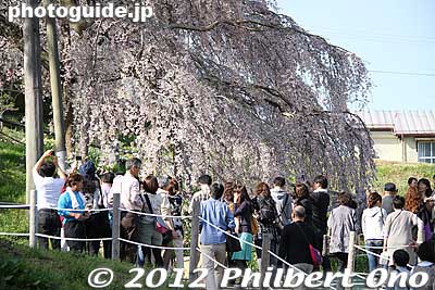 People are not allowed to walk on the tree roots so there is a walking path along the tree edge.
 
Keywords: fukushima miharu takizakura cherry blossoms tree weeping tree flowers sakura