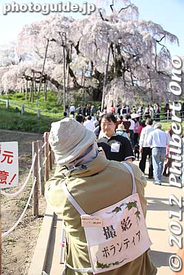 A volunteer photographer will take your picture with your camera for free.
Keywords: fukushima miharu takizakura cherry blossoms tree weeping tree flowers sakura