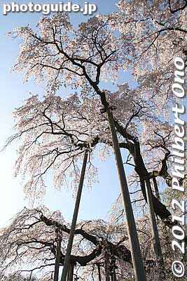 Wooden posts support the tall branches.
Keywords: fukushima miharu takizakura cherry blossoms tree weeping tree flowers sakura