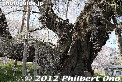 A gigantic bonsai tree.
Keywords: fukushima miharu takizakura cherry blossoms tree weeping tree flowers sakura