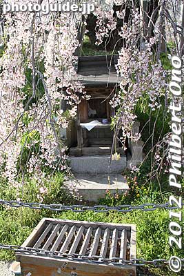 A little shrine under the Miharu Takizakura weeping cherry tree in Miharu, Fukushima Prefecture. 
Keywords: fukushima miharu takizakura cherry blossoms tree weeping tree flowers sakura