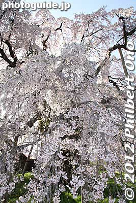 Keywords: fukushima miharu takizakura cherry blossoms tree weeping tree flowers sakura