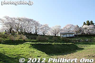 Cherry trees along the ridge of the hill.
Keywords: fukushima miharu takizakura cherry blossoms tree weeping tree flowers sakura