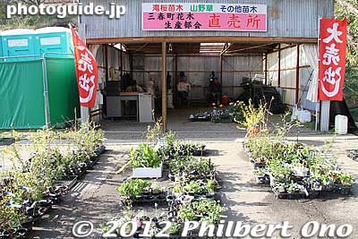 Plants for sale.
Keywords: fukushima miharu takizakura cherry blossoms tree weeping tree flowers sakura