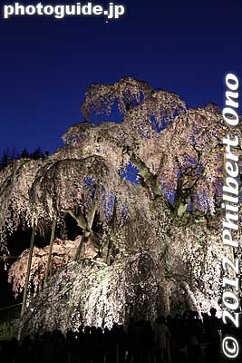 Keywords: fukushima miharu takizakura cherry blossoms tree weeping tree flowers sakura night light up illumination