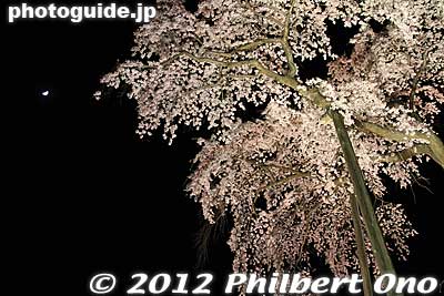 Moon
Keywords: fukushima miharu takizakura cherry blossoms tree weeping tree flowers sakura night light up illumination
