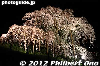 Keywords: fukushima miharu takizakura cherry blossoms tree weeping tree flowers sakura night light up illumination