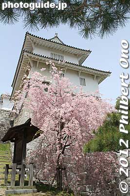 Keywords: fukushima nihonmatsu kasumigajo castle pine trees matsu