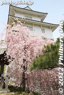 Weeping cherry tree and Nihonmatsu Castle's Minowa Gate.
Keywords: fukushima nihonmatsu kasumigajo japancastle pine trees matsu
