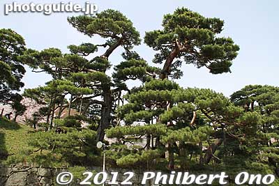 Large akamatsu pine trees next to Minowa Gate in Nihonmatsu Castle.
Keywords: fukushima nihonmatsu kasumigajo castle pine trees matsu