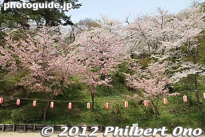 The Sannomaru area is fringed with cherry blossoms.
Keywords: fukushima nihonmatsu kasumigajo castle pine trees matsu cherry blossoms