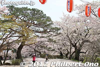 Nihonmatsu Castle's Sannomaru has these fantastic-looking pine trees and cherry trees.
Keywords: fukushima nihonmatsu kasumigajo castle pine trees matsu cherry blossoms