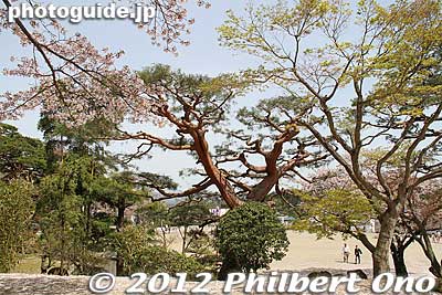 Keywords: fukushima nihonmatsu kasumigajo castle pine trees matsu cherry blossoms
