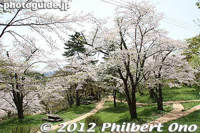 Greenery area midway up to the top.
Keywords: fukushima nihonmatsu kasumigajo castle pine trees matsu cherry blossoms