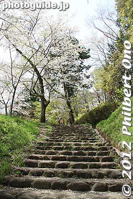 Keywords: fukushima nihonmatsu kasumigajo castle cherry blossoms