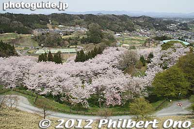 Marvelous views of cherry blossoms from Nihonmatsu Castle's Honmaru.
Keywords: fukushima nihonmatsu kasumigajo castle honmaru stone walls japancastle