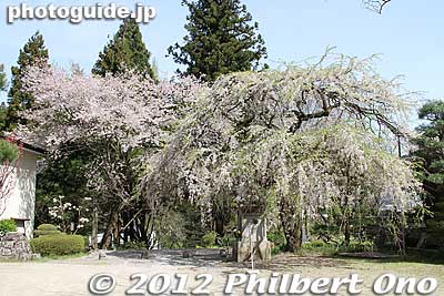 Dairinji temple's weeping cherry tree.
Keywords: fukushima nihonmatsu dairinji temple weeping cherry blossoms tree sakura