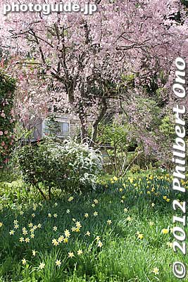 Keywords: fukushima nihonmatsu dairinji temple weeping cherry blossoms tree sakura