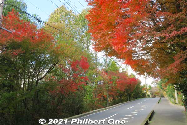 There were a few maple (momiji) trees along the way.
Keywords: gifu ena maple leaves autumn foliage
