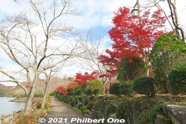 Red maple leaves on the right side of Sazanami Park.
Keywords: gifu ena enakyo gorge maple leaves autumn foliage