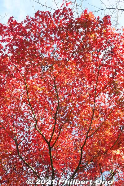 Keywords: gifu ena enakyo gorge maple leaves autumn foliage