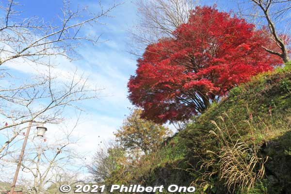 Big maple tree.
Keywords: gifu ena enakyo gorge maple leaves autumn foliage