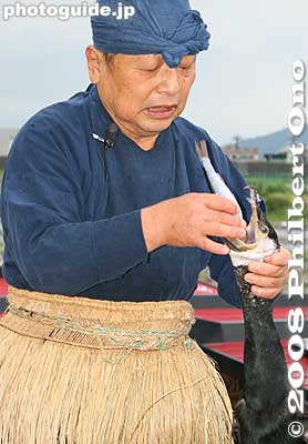 He puts in ayu sweetfish into the cormorant's mouth. Nagara River's six cormorant fishing masters are employees of the Imperial Household Agency (Ceremonies Dept.). They are national government employees. 海鵜
Keywords: gifu nagaragawa river ukai cormorant fishing fisherman birds boats