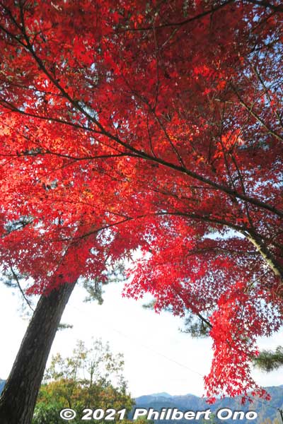 Nice red momiji maple leaf gradation from light to dark.
Keywords: gifu Gujo Hachiman Castle autumn foliage leaves maples