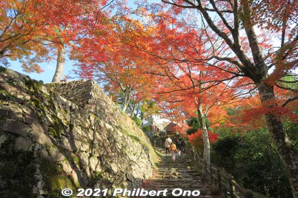 The pedestrian approach to the castle entrance is also pretty with autumn leaves.
Keywords: gifu Gujo Hachiman Castle autumn foliage leaves maples