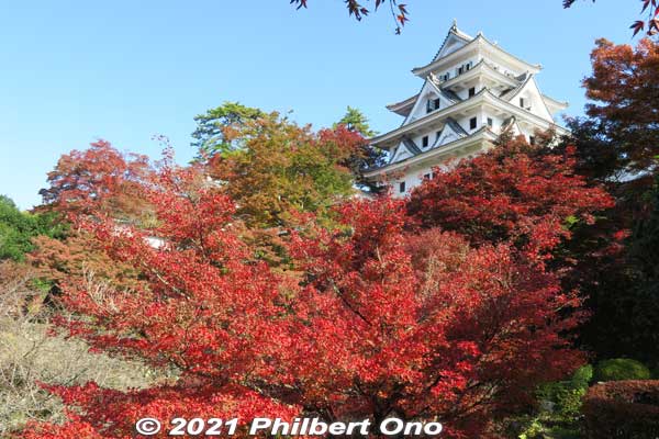 Gujo-Hachiman Castle and red maple leaves.
Keywords: gifu Gujo Hachiman Castle autumn foliage leaves maples
