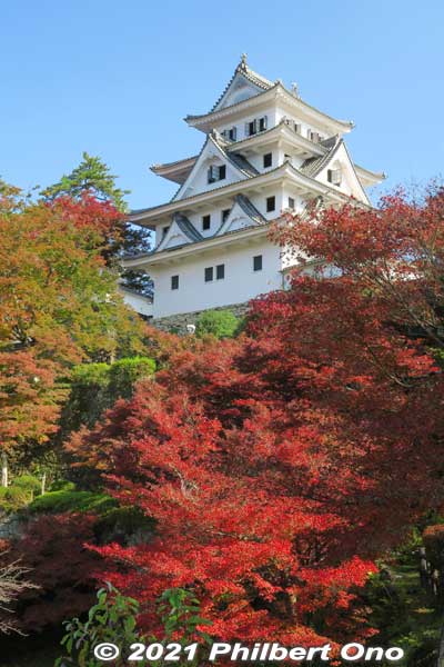 Gujo-Hachiman Castle and autumn foliage.
Keywords: gifu Gujo Hachiman Castle autumn foliage leaves maples