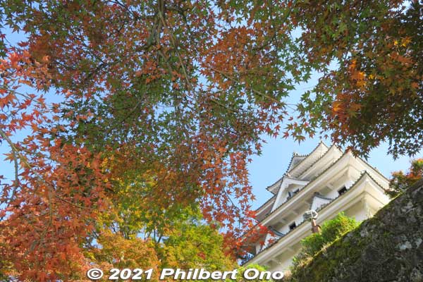 Autumn view of Gujo-Hachiman Castle from a path along the castle wall.
Keywords: gifu Gujo Hachiman Castle autumn foliage leaves maples