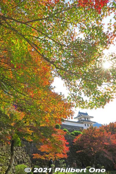 Gujo-Hachiman Castle corner turret and autumn foliage.
Keywords: gifu Gujo Hachiman Castle autumn foliage leaves maples