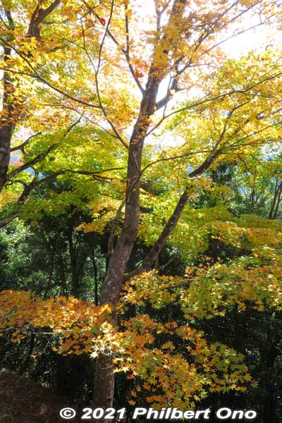 Lots of autumn colors along the way.
Keywords: gifu Gujo Hachiman Castle autumn foliage leaves maples