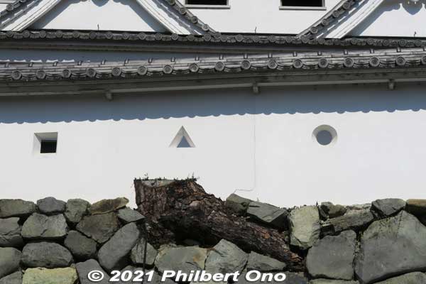 Castle tower had a tree growing in the foundation.
Keywords: gifu Gujo Hachiman Castle autumn foliage leaves maples