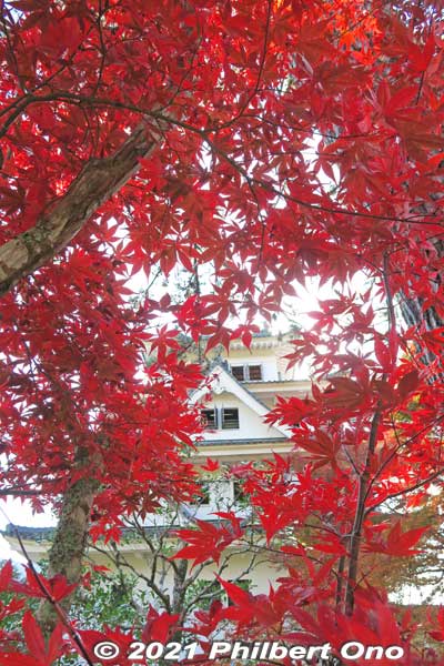 Red maples behind the main tower.
Keywords: gifu Gujo Hachiman Castle autumn foliage leaves maples red