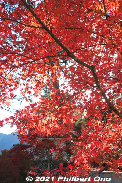 Keywords: gifu Gujo Hachiman Castle autumn foliage leaves maples red