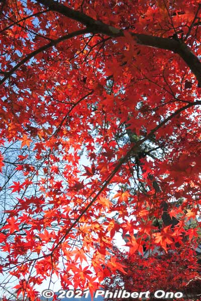Keywords: gifu Gujo Hachiman Castle autumn foliage leaves maples red